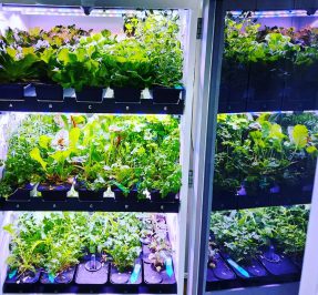 AI powered fresh vegetables on ships
