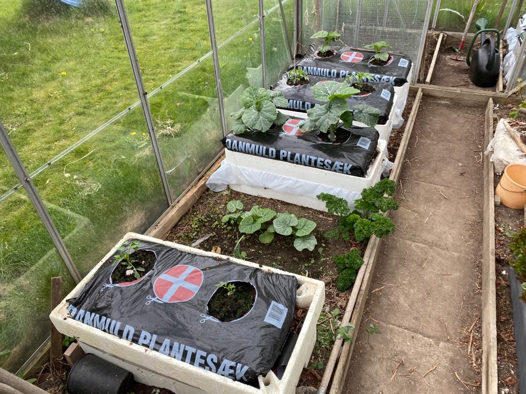 Sustainable plantation for reducing global carbon emissions by a Synergy Marine Group employee