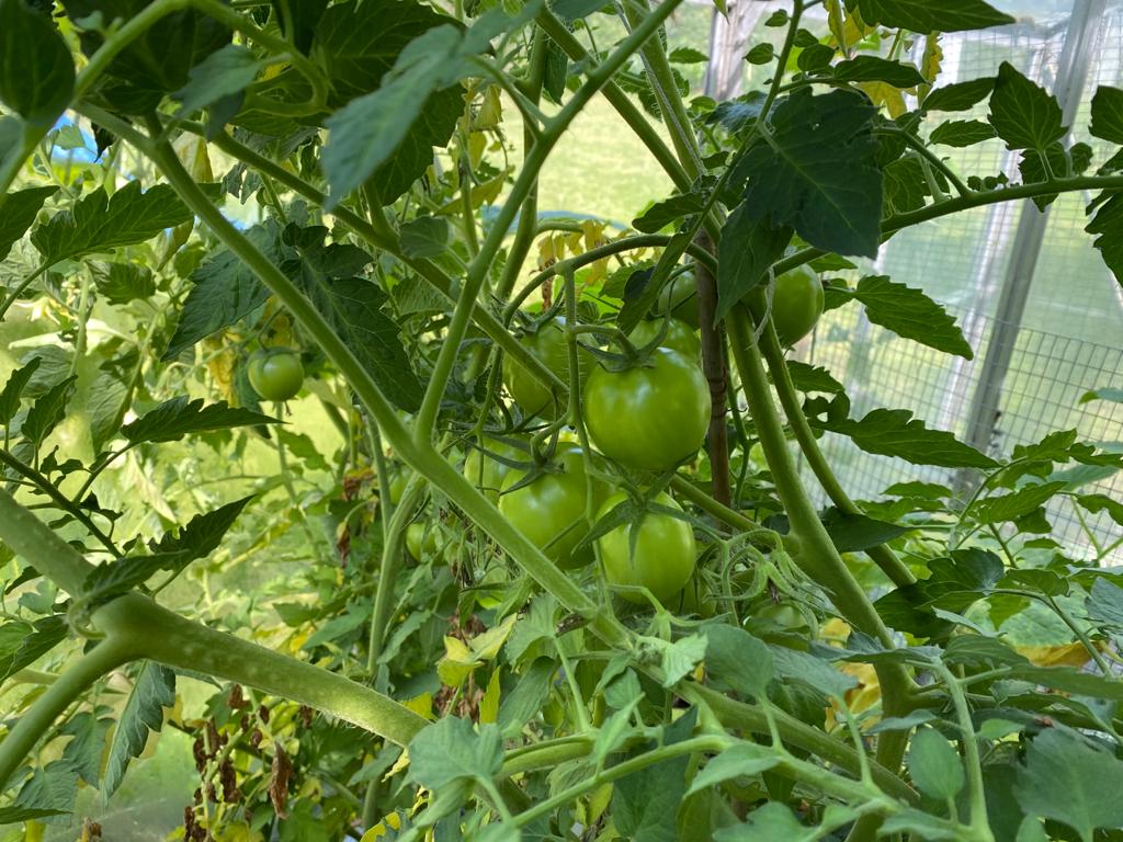 A thriving vegetable plantation created by a Synergy Marine Group employee